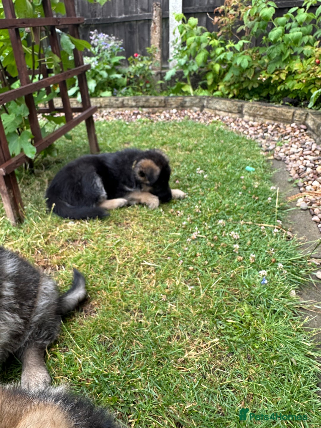 German Shepherd dogs for sale: 6 Beautiful, Healthy German Shepherd puppies in Mansfield - Image 13