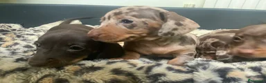 Miniature Dachshund 3
