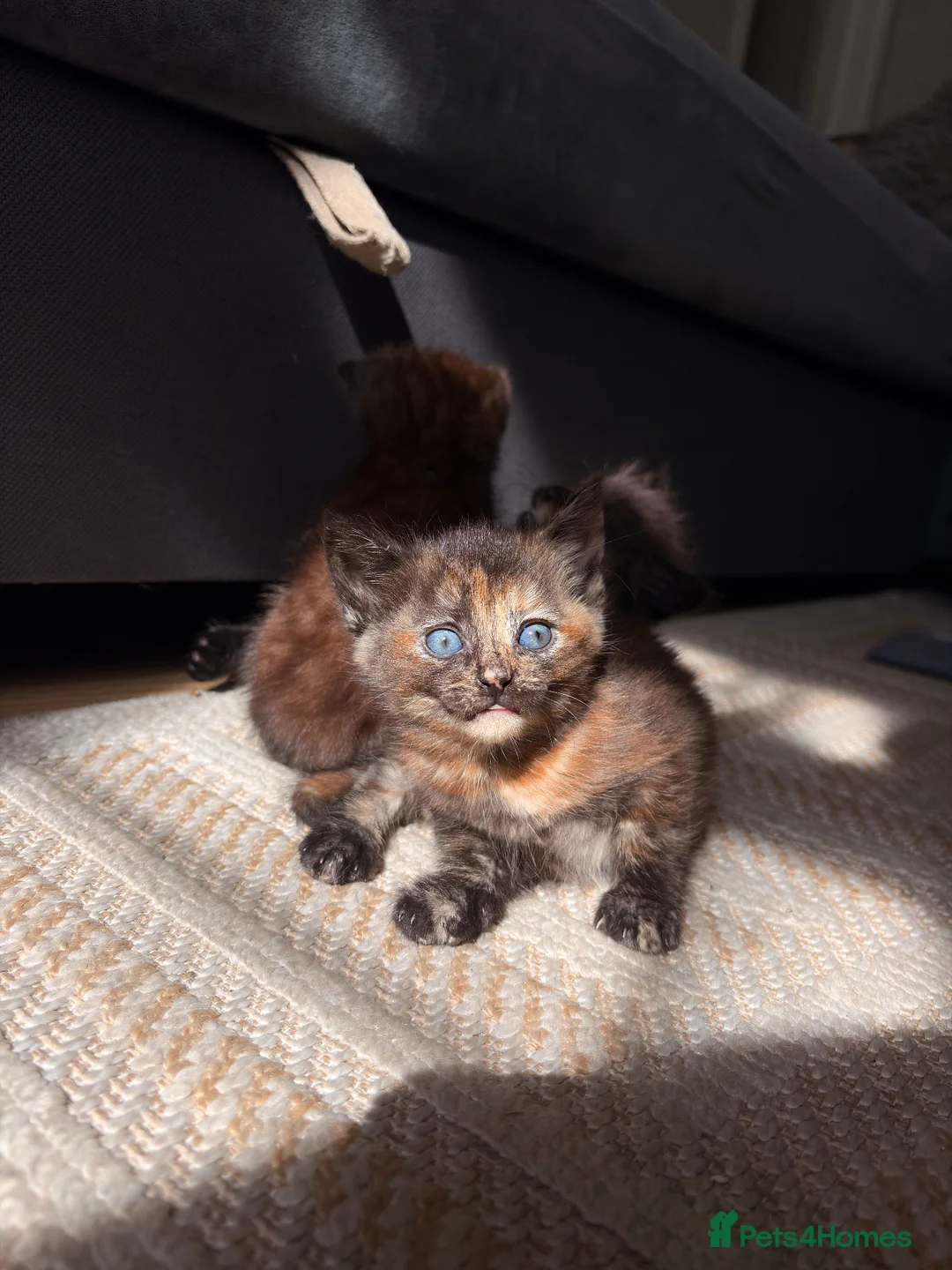 Mixed Breed cats for sale: 4 kittens - Advert 2