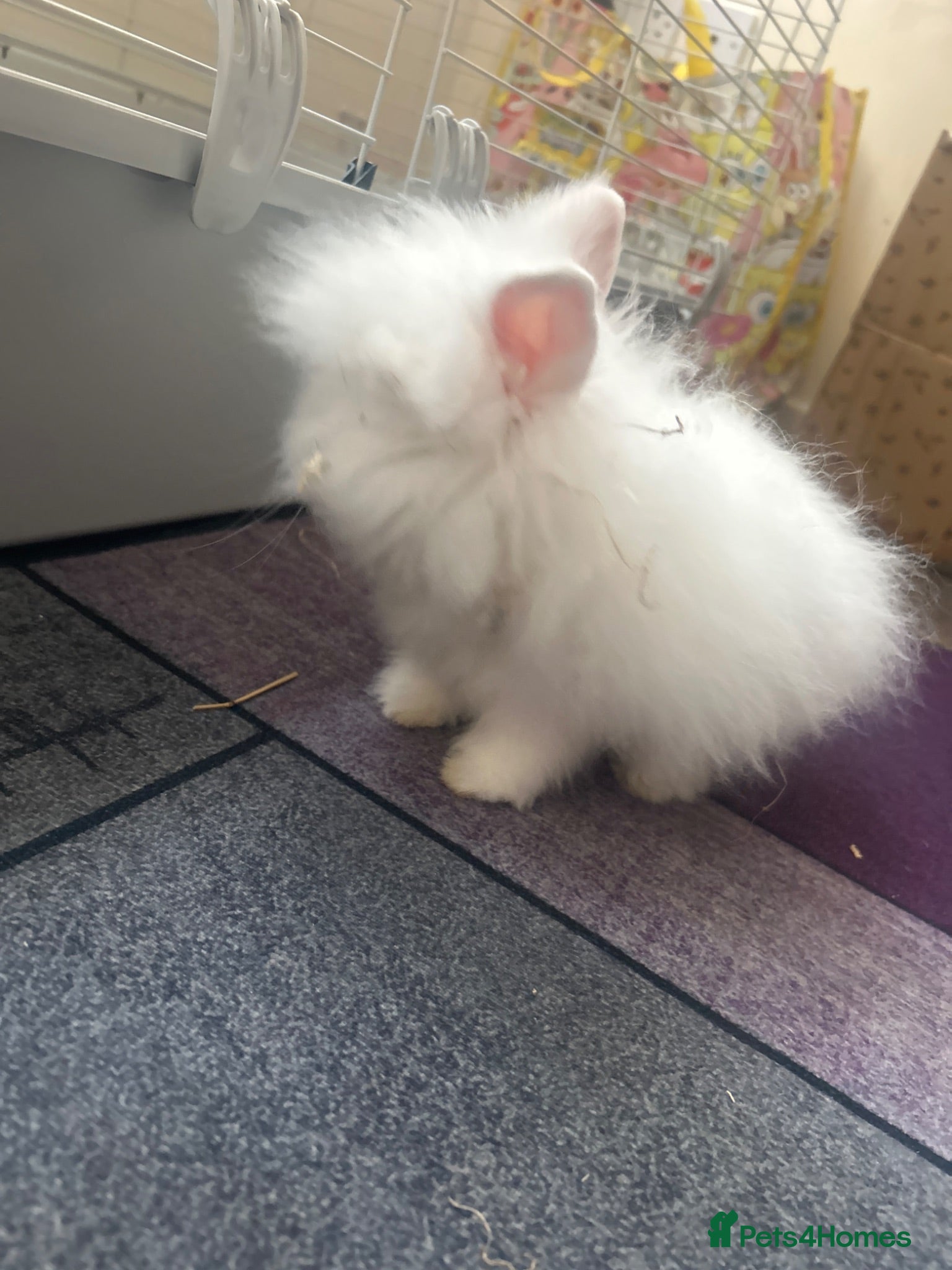 Lionhead rabbits Bambi baby lion mane head  - Advert 2