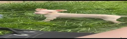 Italian Greyhound dogs for sale: Cream  girl ready to leave  - Advert 8