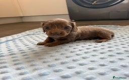 Miniature Dachshund dogs for sale: Miniature Dachshund puppies boys and girls  - Image 10