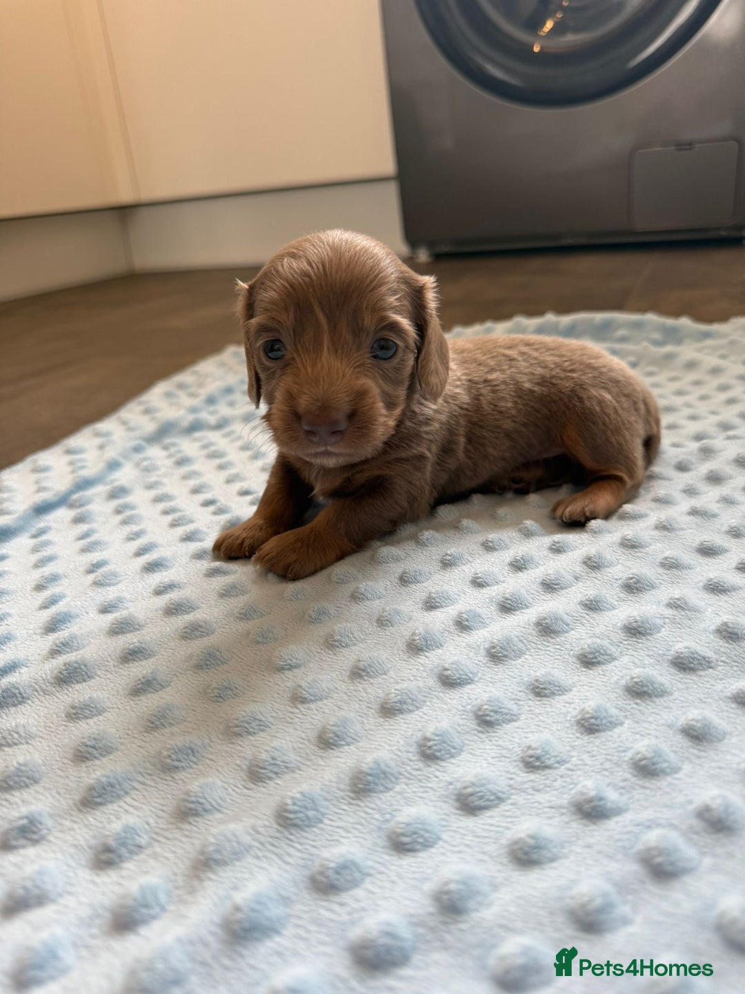 Miniature Dachshund dogs for sale: Miniature Dachshund puppies boys and girls  - Image 10