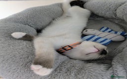 Ragamese cats for sale: 💎 🐾 🧡 Female Ragamese Kitten 🧡 🐾 💎 - Image 9