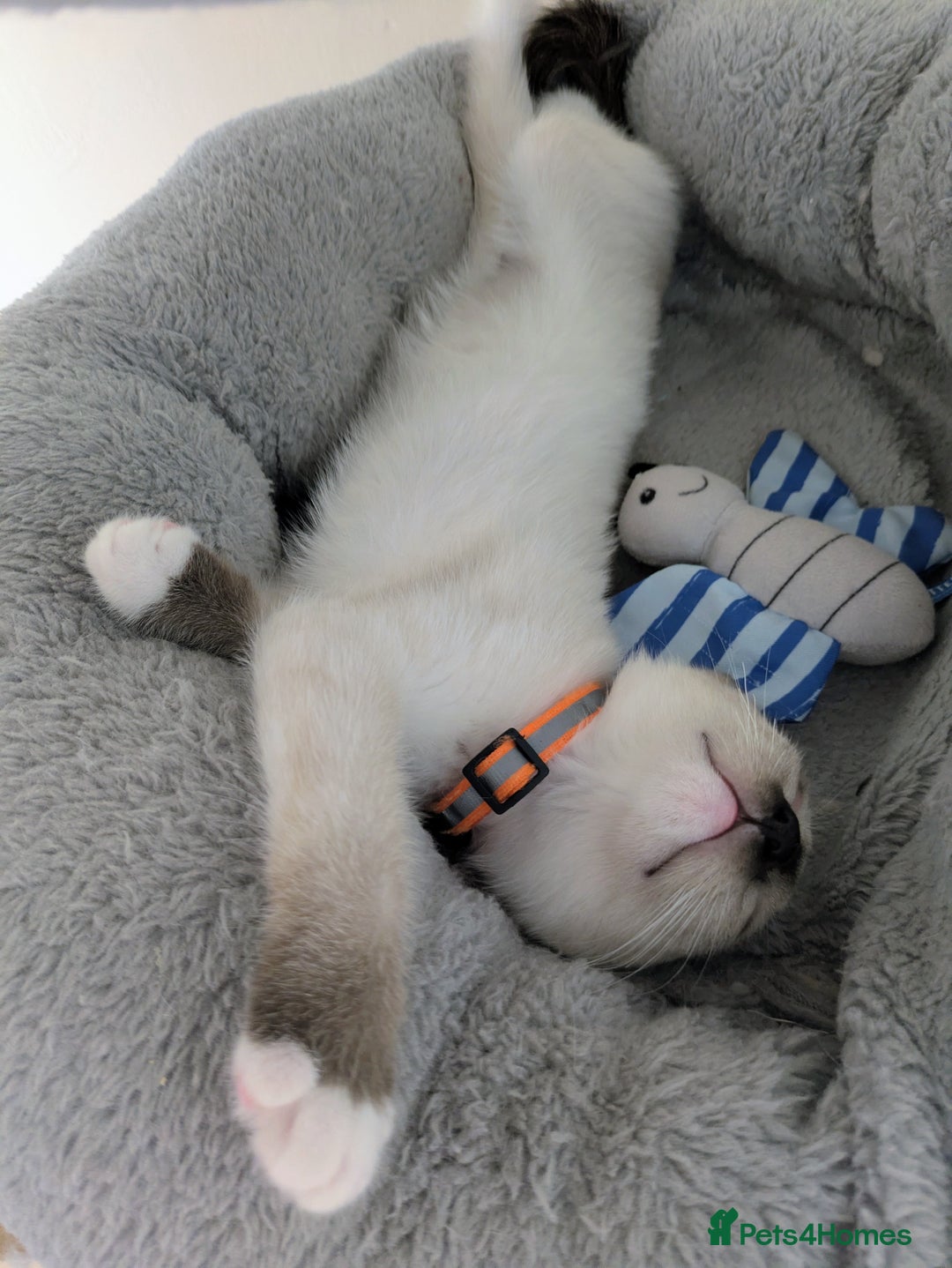 Ragamese cats for sale: 💎 🐾 🧡 Female Ragamese Kitten 🧡 🐾 💎 - Image 9