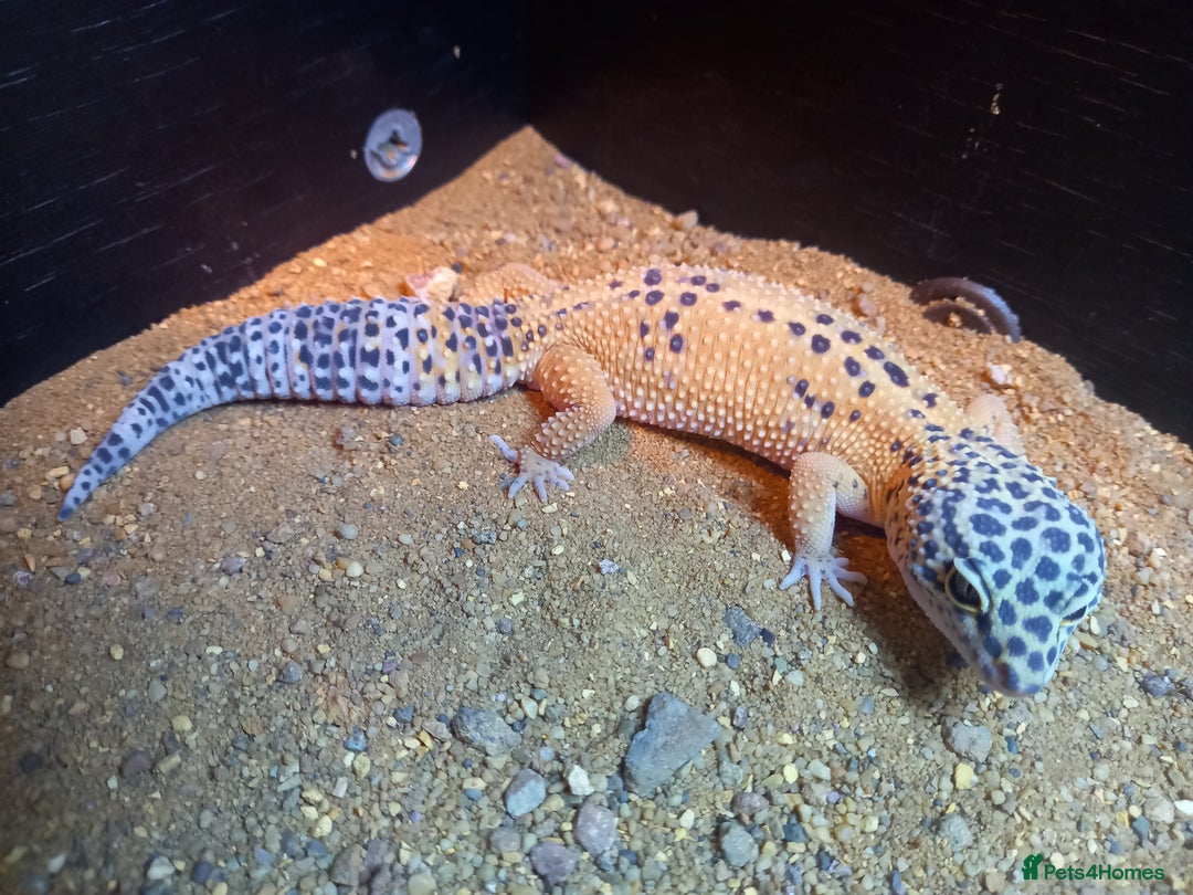 Gecko reptiles for sale: Leopard geckos for sale - Image 4