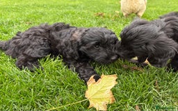 Cockapoo dogs for sale: ✨ Gorgeous Cockapoo Puppies ✨ - Image 13