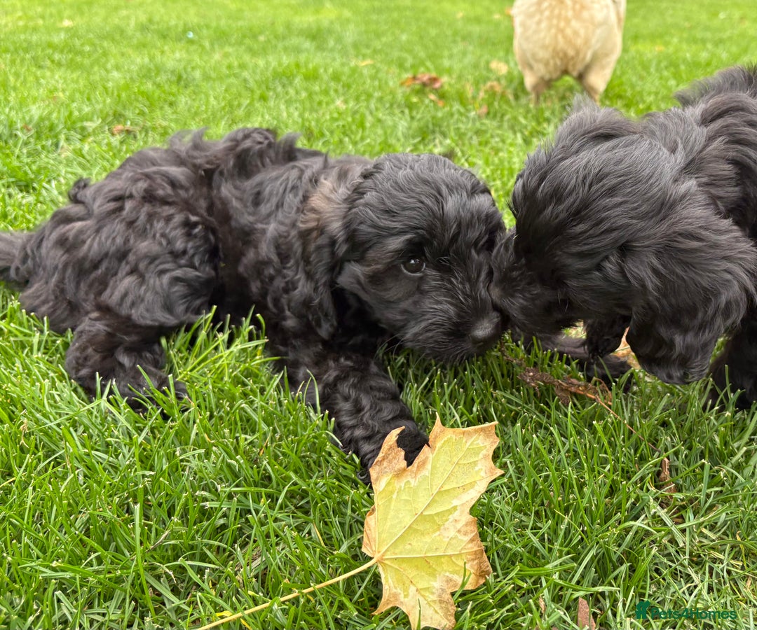 Cockapoo dogs for sale: ✨ Gorgeous Cockapoo Puppies ✨ - Image 13