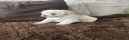 Mixed Breed dogs for sale: 2 gorgeous Maltipoo girls  in Brechin - Advert 11