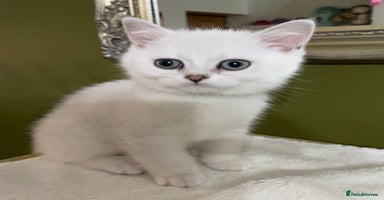 British Shorthair cats - Advert 8