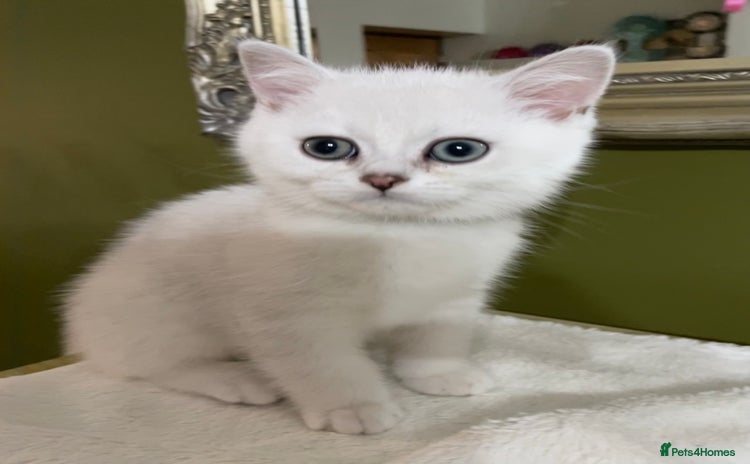 British Shorthair cats - Advert 14