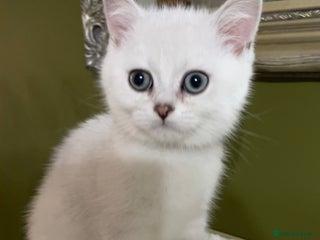 British Shorthair cats - Advert 8