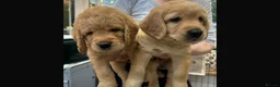 Labradoodle dogs for sale: Miniature Red Labradoodles - Advert 14