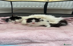 British Longhair cats for sale: Male kitten available  - Image 5