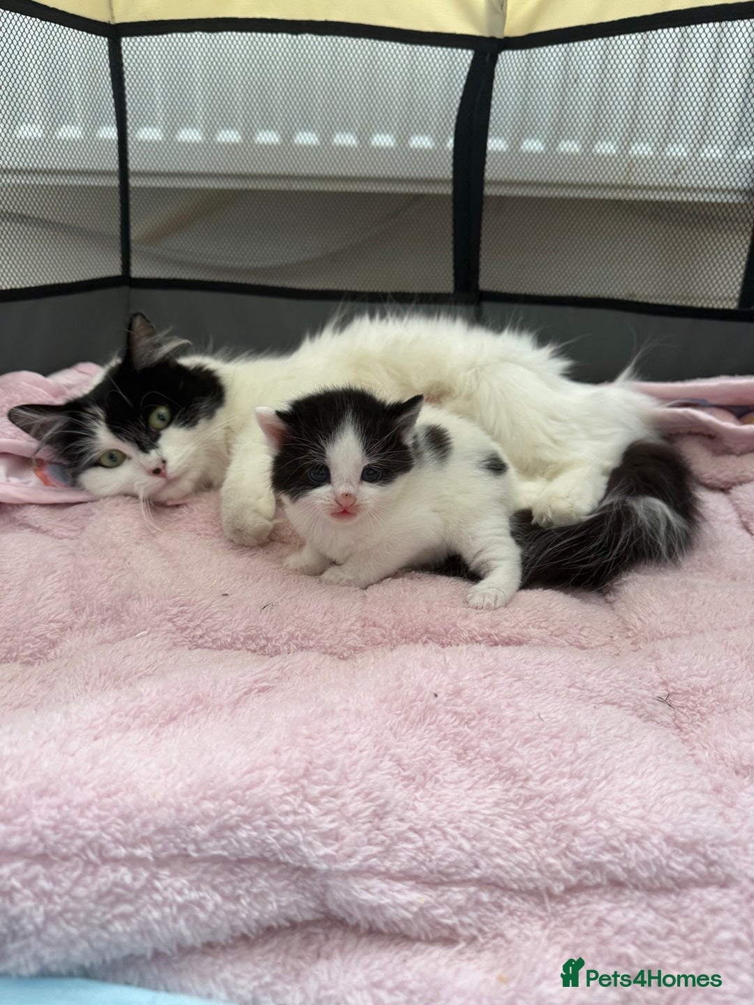British Longhair cats for sale: Male kitten available  - Image 5