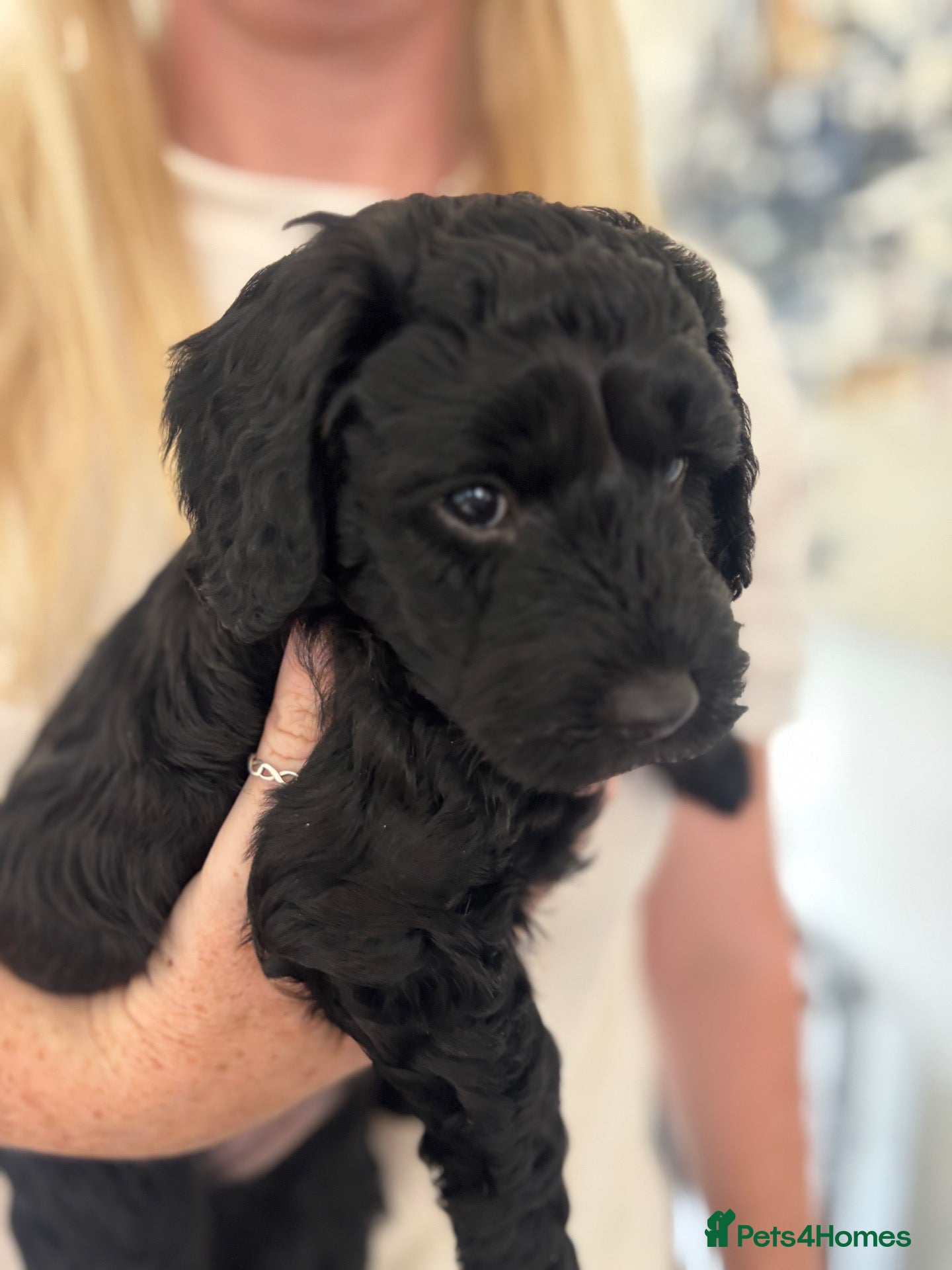 Cockapoo dogs Last boy ❤️ - Advert 1