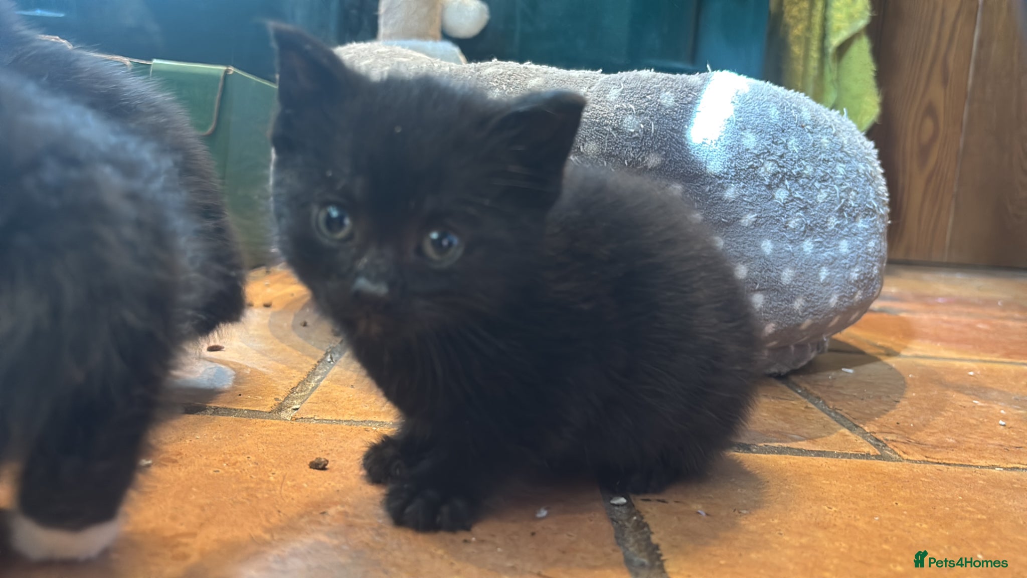 Domestic Shorthair cats 5 black and white kittens ready to take home  - Advert 15