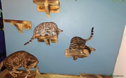 Bengal cats for sale: Show quality pure bengal kittens. - Image 37