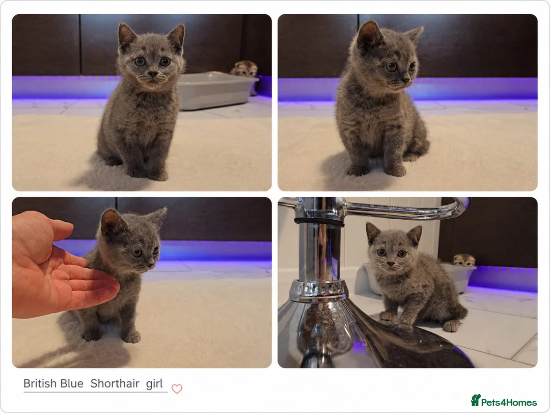 British Shorthair cats for sale: Pure British Blue Shorthair Kittens - Advert 2