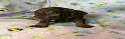 Cockapoo dogs for sale: Beautiful Litter of Merle Cockapoo Puppies - Advert 11