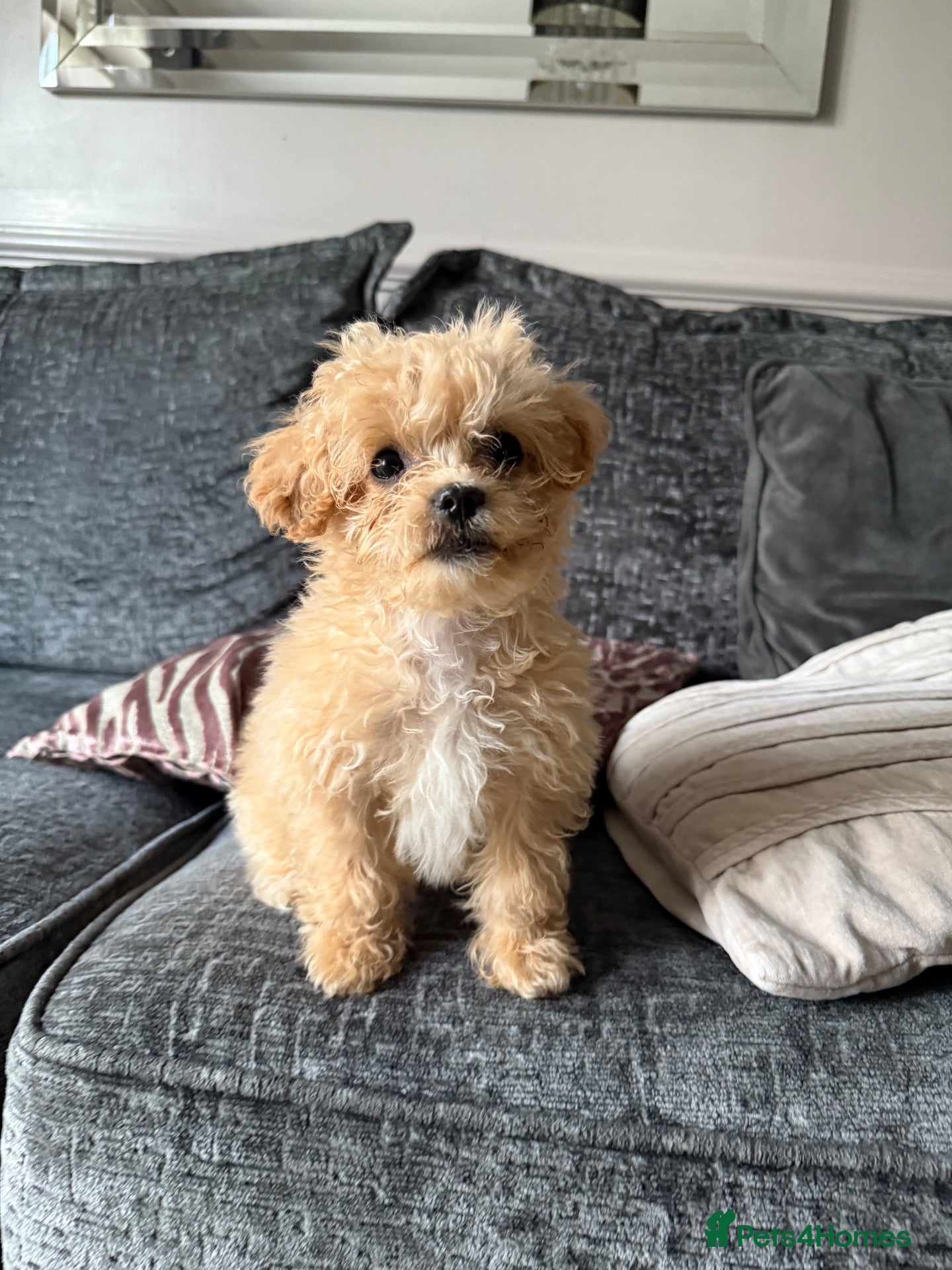 Maltipoo dogs Tiny toy Maltipoo boy  - Advert 2