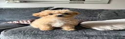 Maltipoo dogs for sale: Tiny toy Maltipoo boy  - Advert 2