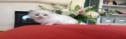 Ragdoll cats for sale: Pedigree Ragdoll babies Ready now - Advert 11