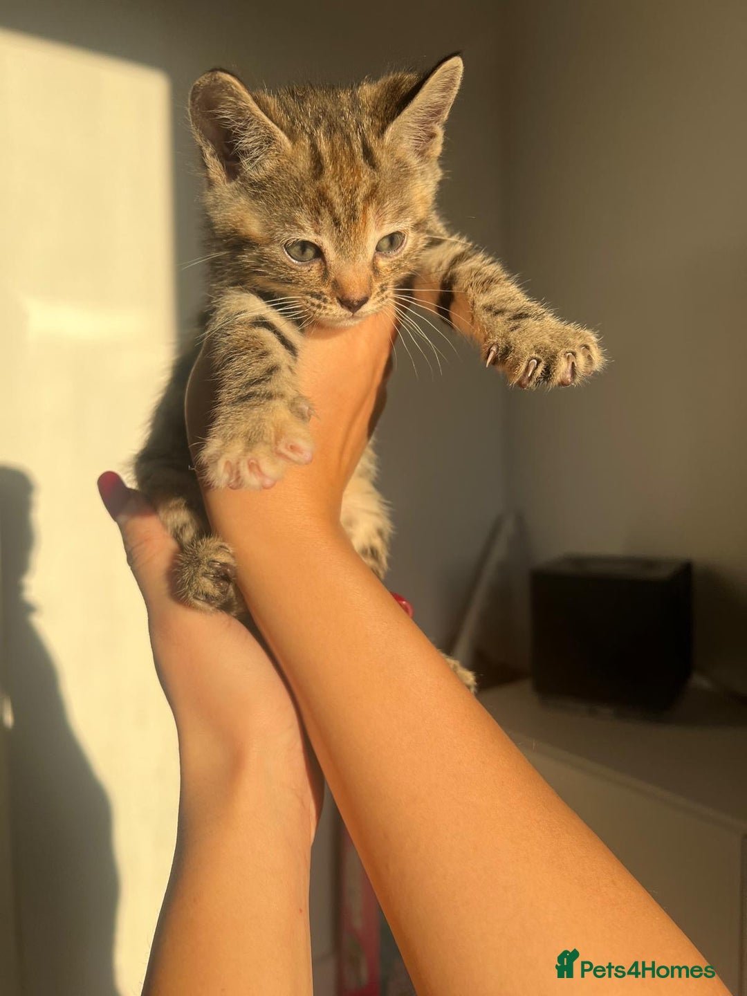Bengal cats for sale: Beautiful Half Bengal Kittens - Advert 12