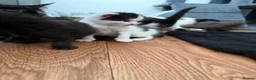 Mixed Breed cats for sale: Mixed Maine Coon kittens  - Advert 6