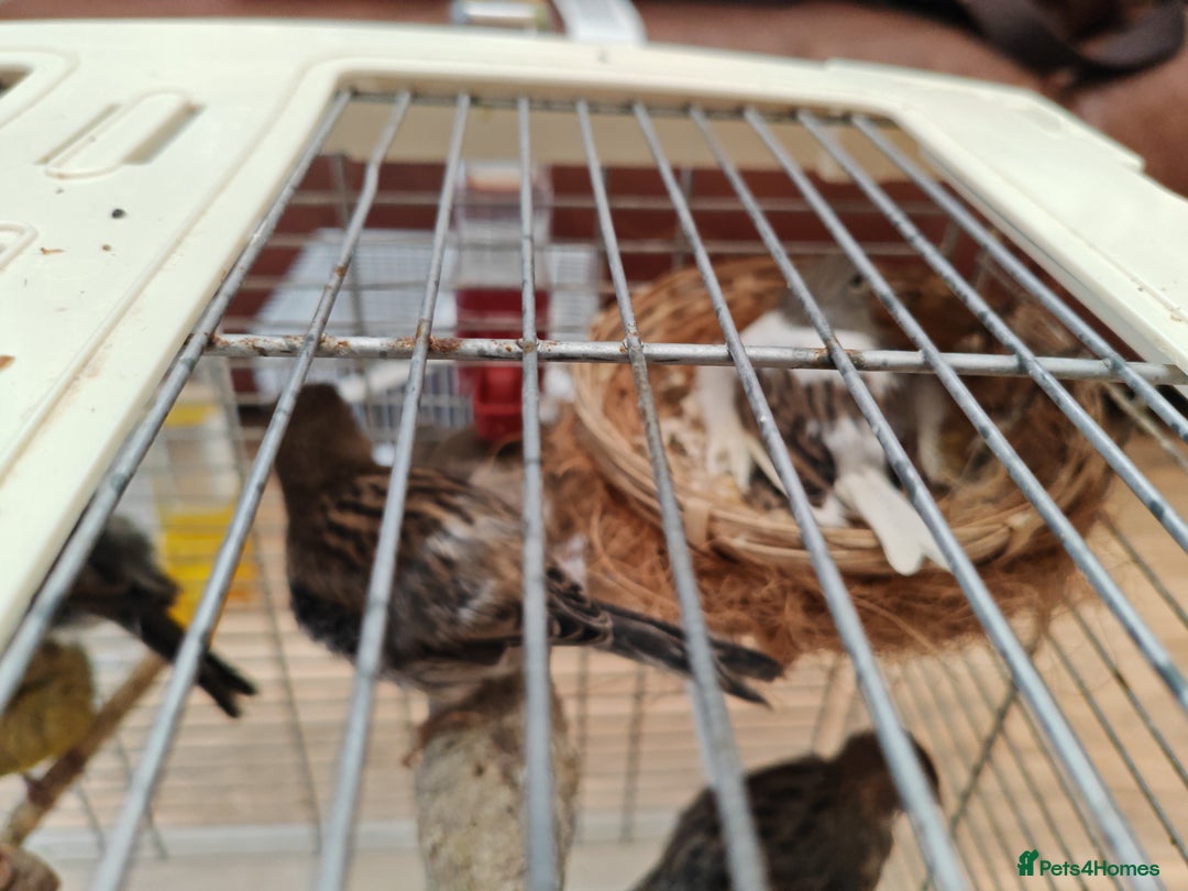Canaries birds for sale: 13 Mixed Male/ Female Canaries in diffrent colours - Image 8