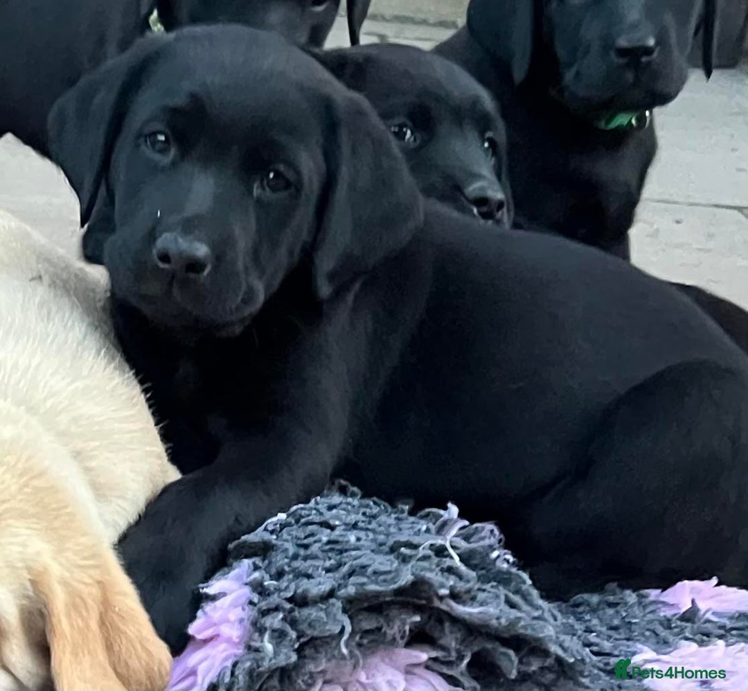 Labrador Retriever dogs for sale: Ready now from Plettenberg Labradors, KC Reg. - Image 14