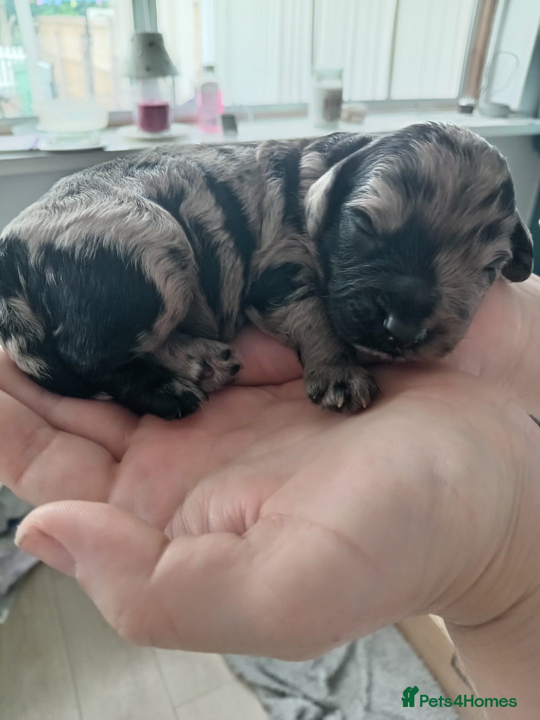 Cockapoo dogs for sale: 7 cockerpoos puppy's for sale - Image 4