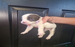 American Bulldog dogs for sale: American  bulldog  pups - Image 17