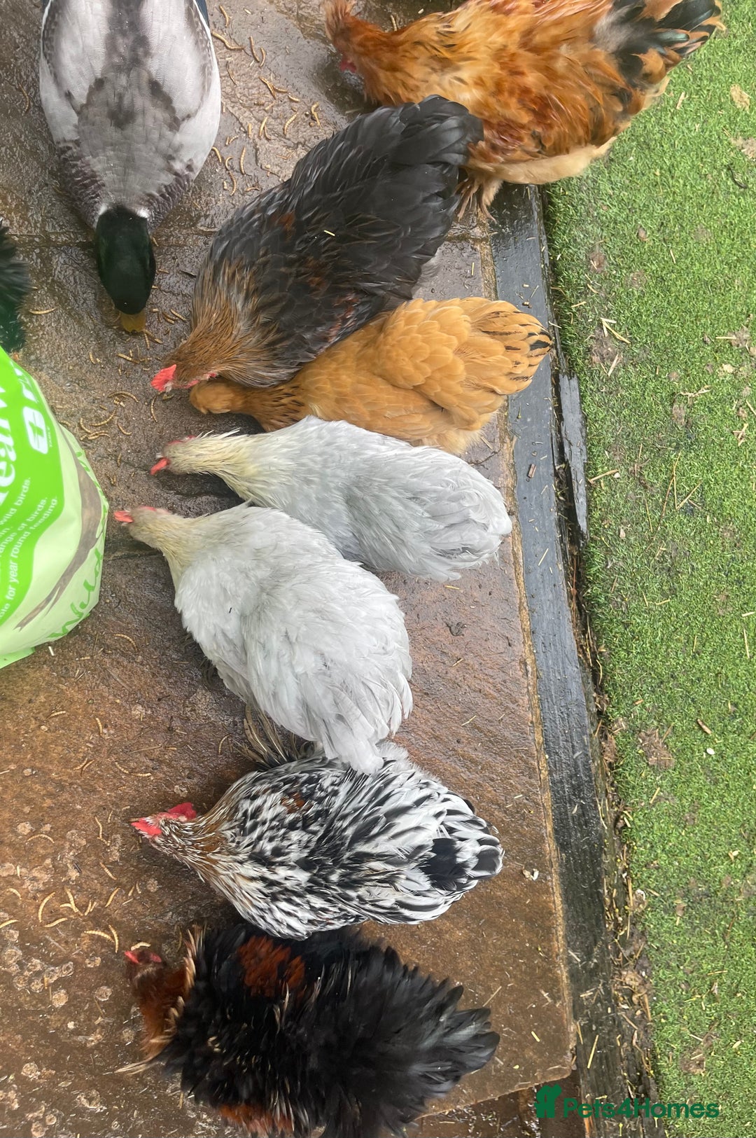 Chickens poultry for sale: Pekin Bantam Hens & Cockerels - Advert 13