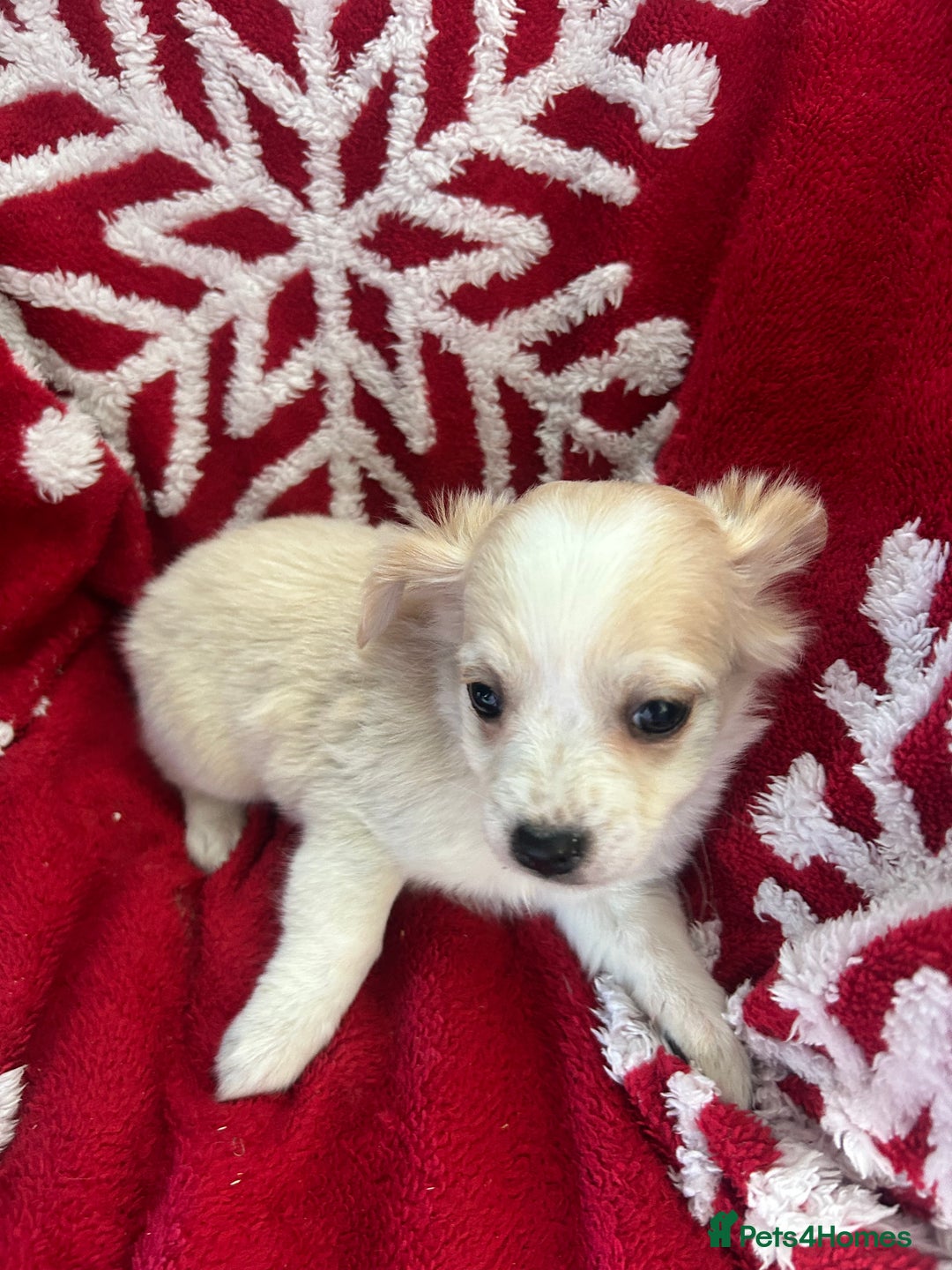 Mixed Breed dogs for sale: Jack chi  - Advert 4