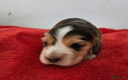 Cocker Spaniel dogs for sale: Quality Sable Show Cocker spaniel Puppies - Image 5