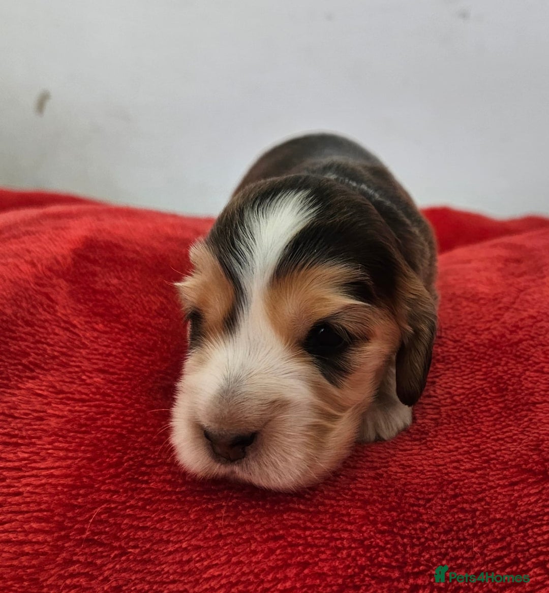 Cocker Spaniel dogs for sale: Quality Sable Show Cocker spaniel Puppies - Image 5