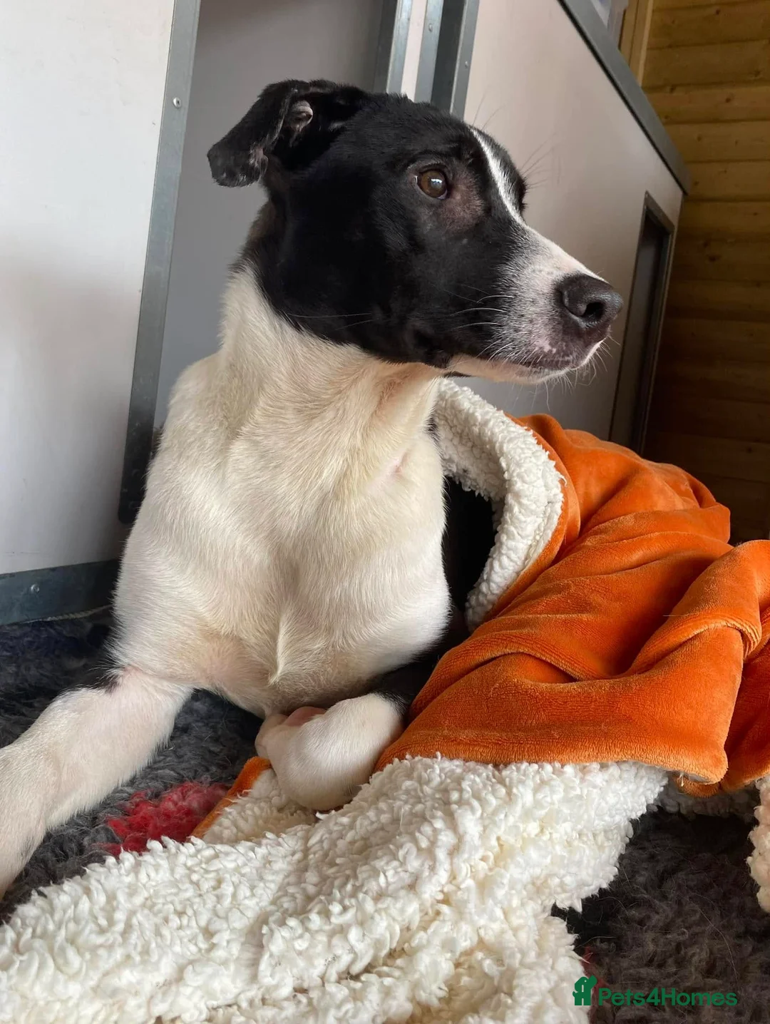 Mixed Breed dogs for adoption: Bentley - looking for a home of his own in Glasgow - Advert 4