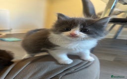Ragdoll cats for sale: Reserved - Image 12