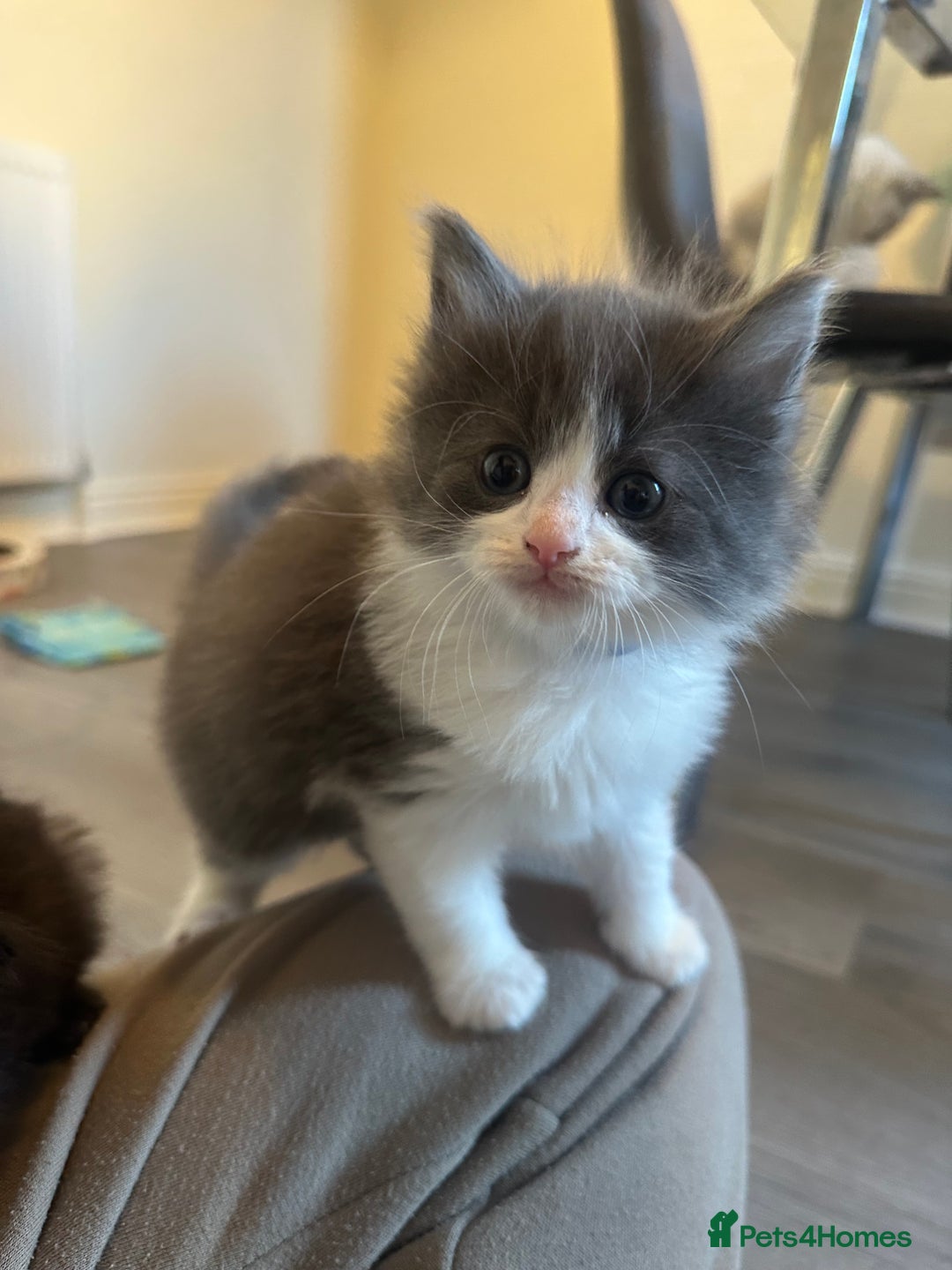 Ragdoll cats for sale: Reserved - Image 12