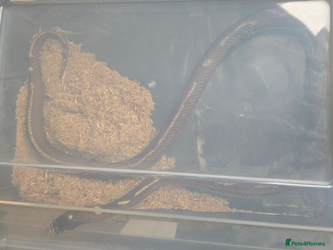 King Snake reptiles for sale: California king snake  - Image 4