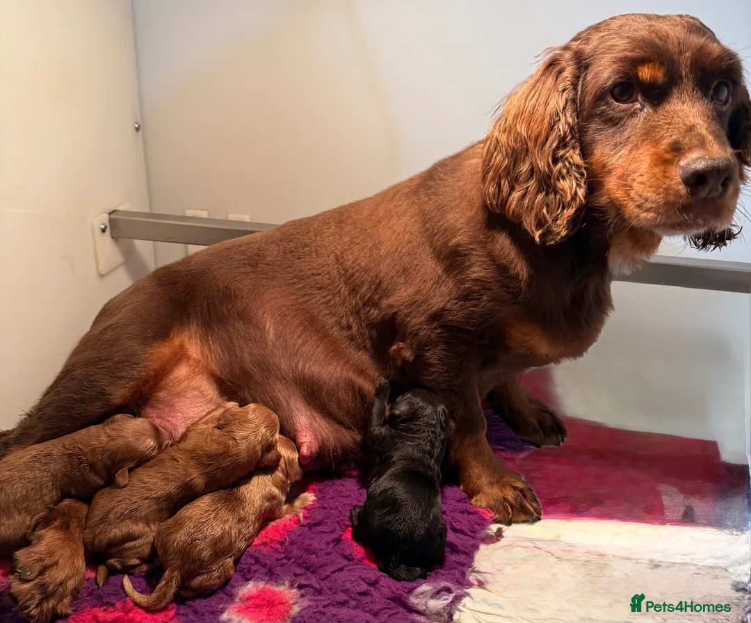 Cockapoo dogs for sale: F1 MINI COCKAPOO boy 30 dna tested - Advert 5