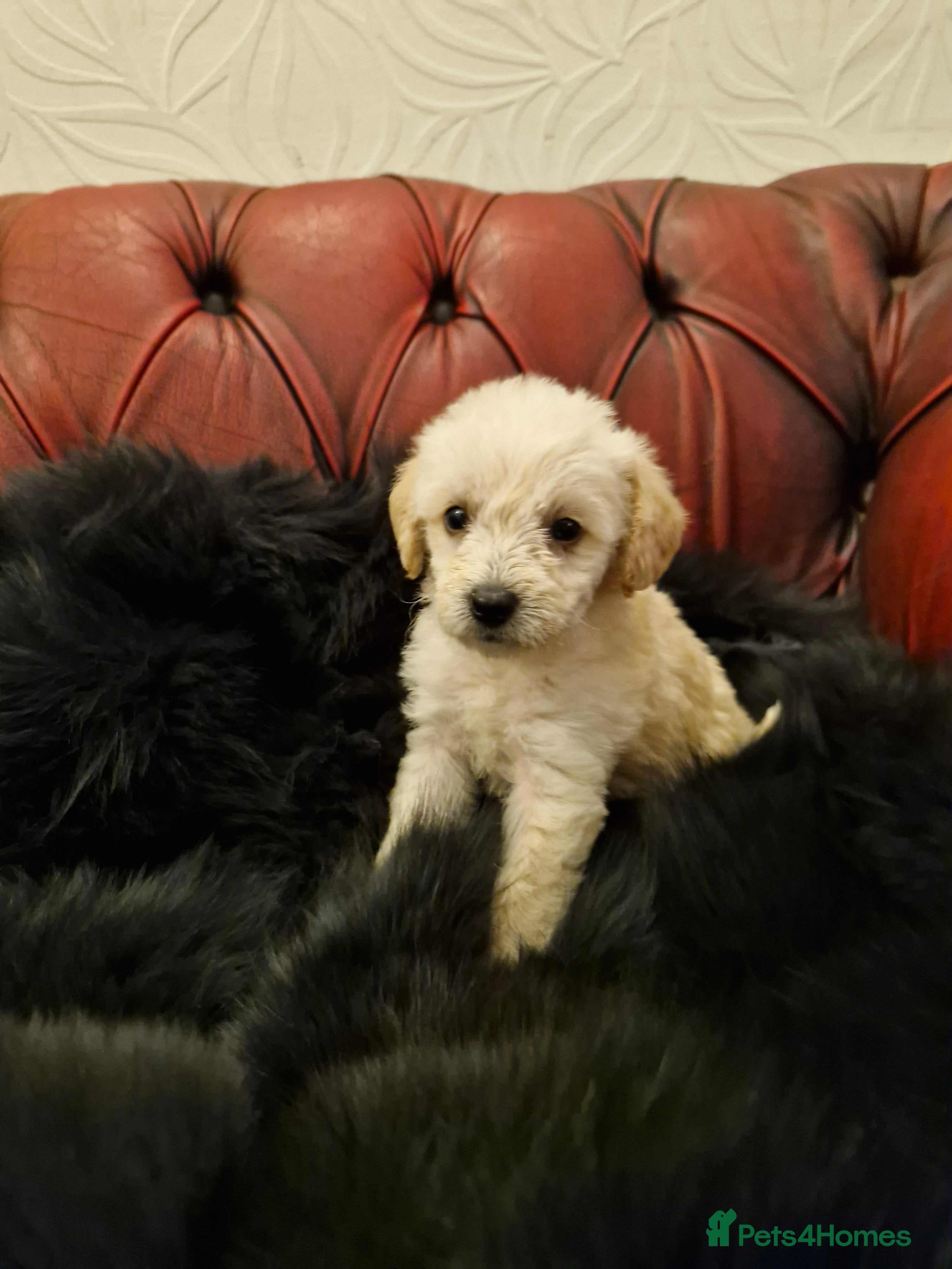 Schnoodle dogs AVAILABLE FOR WALKIES NOW  - Advert 2