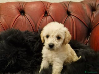 Schnoodle dogs - Advert 3