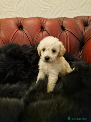 Schnoodle dogs - Advert 1