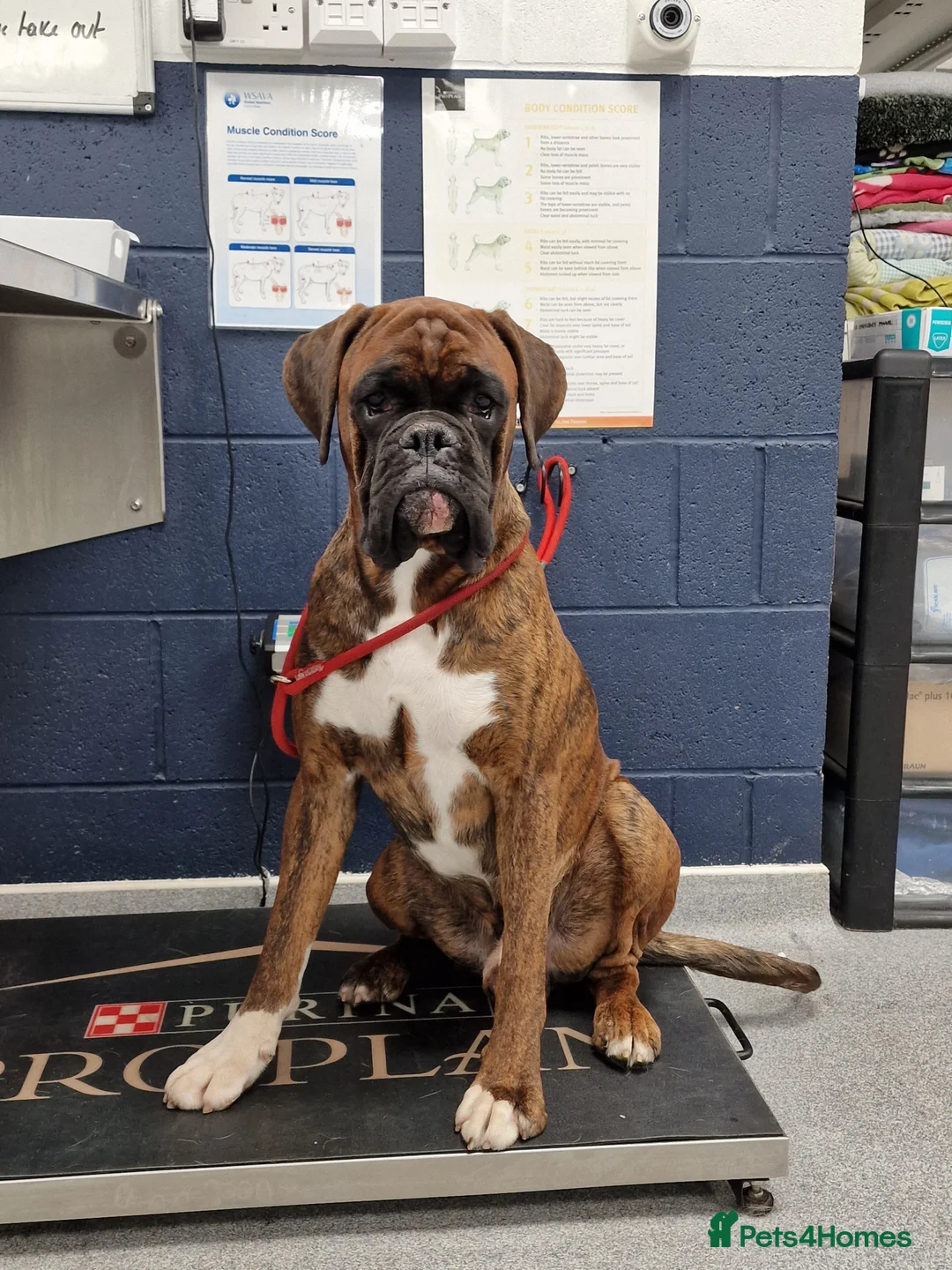 Boxer dogs for stud: Stunning Proven, Health tested and Heartscored 0 in Boston - Advert 8