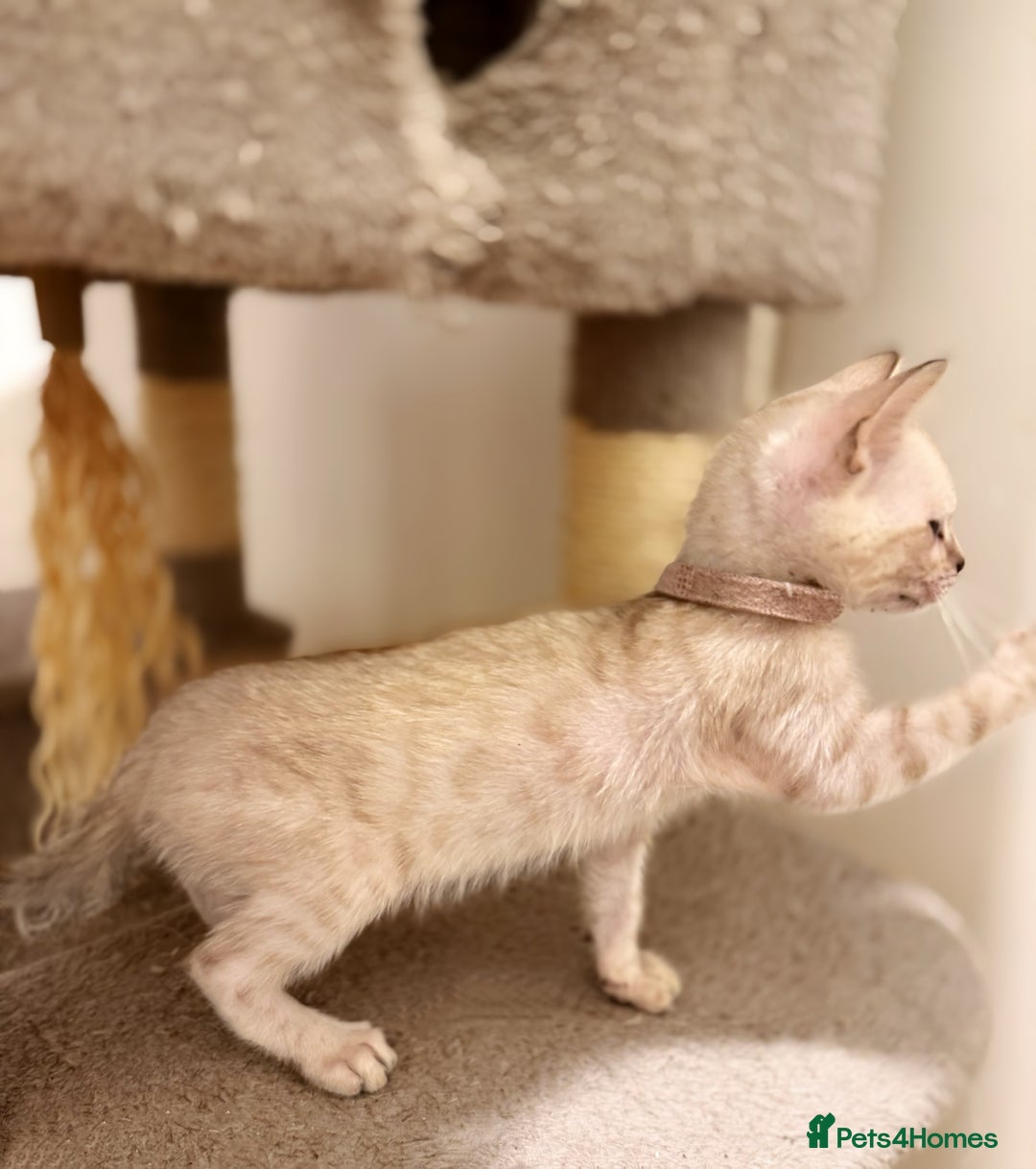 Bengal cats for sale: Exquisite TICA Registered gold&snow BengalKittens  - Image 12