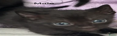 Mixed Breed Kitten 3