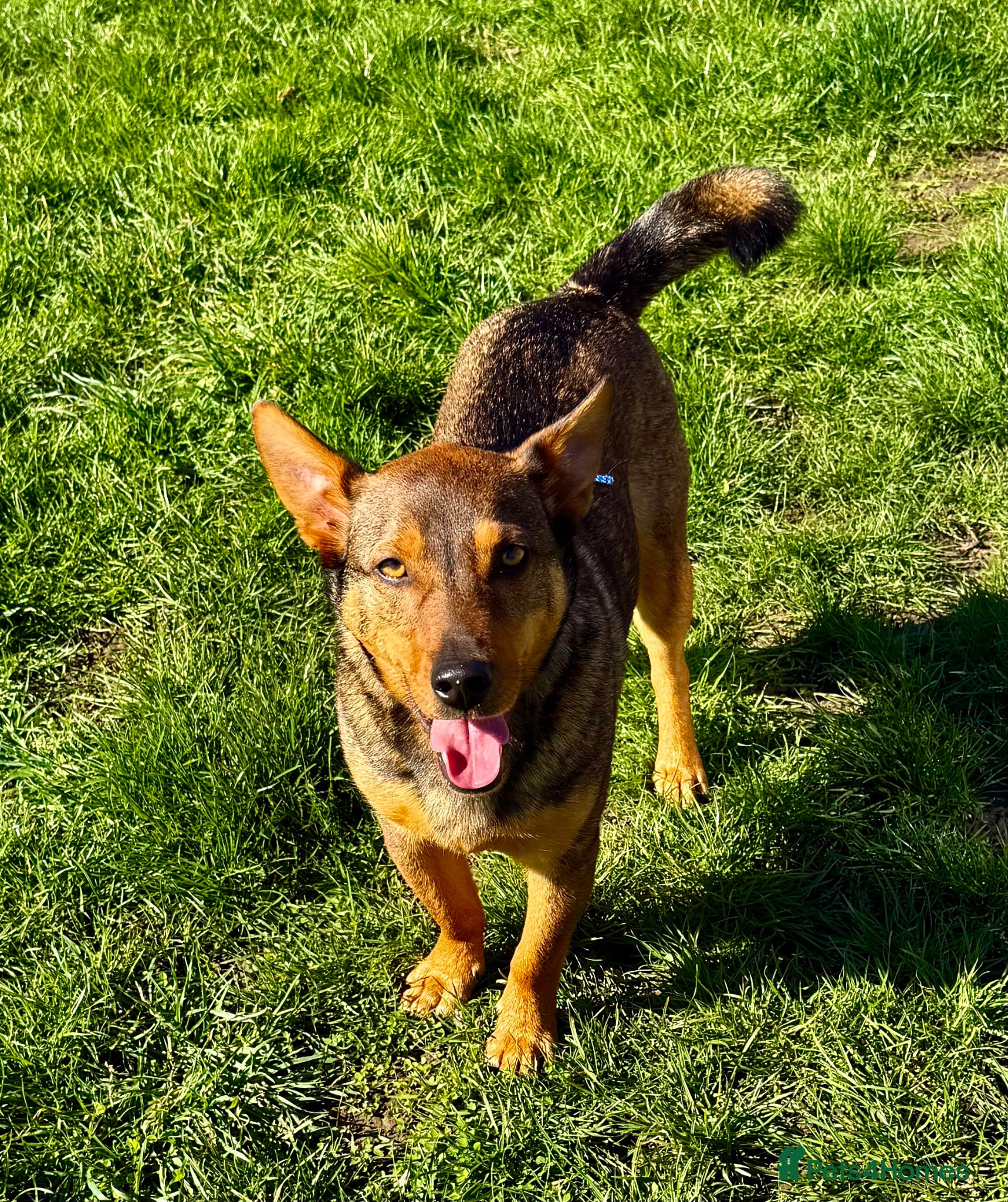 Mixed Breed dogs ZIGGY – Border Collie (Male) - Advert 5