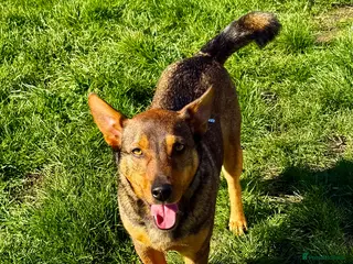 Mixed Breed dogs ZIGGY – Border Collie (Male) - Advert 5